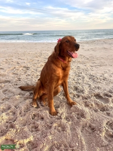 Looking for a Stud for my Golden Retriever  Listing Image