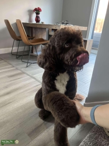 Oakley the Aussiedoodle Listing Image