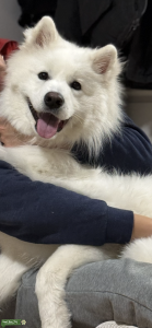 Male Samoyed Listing Image