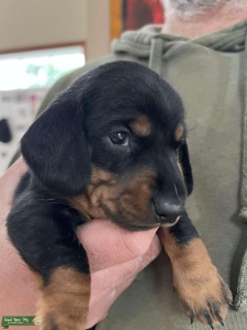 Miniature Smooth Dachshund Puppies  Listing Image
