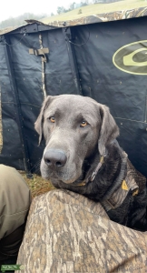 Male Charcoal Labrador  Listing Image