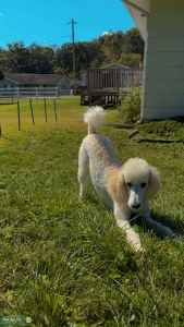 Cream Parti Standard Poodle Listing Image