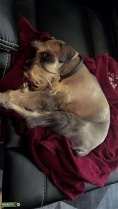 Miniature schnauzer Listing Image
