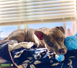 Adorable Well-mannered Pitbull Listing Image