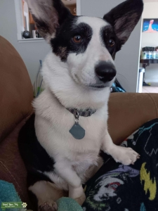 Black and White/Brindle purebred Cardigan Corgi female Listing Image