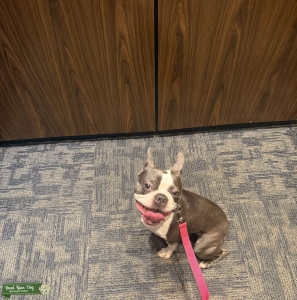 Female Boston Listing Image
