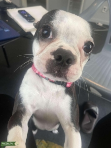 Beautiful Boston Terrier  Listing Image