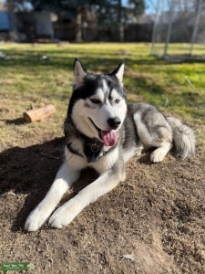 Siberian Husky Stud AKC & APRI Registered Listing Image