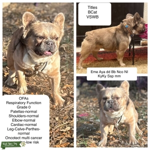 OFA tested fluffy Frenchie Listing Image