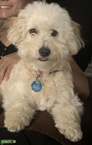 Maltipoo looking for a mate for this coming winter Listing Image