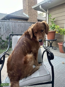 Red golden retriever (Field) Listing Image
