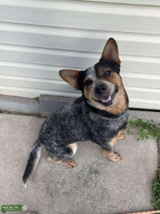 Female Heeler needs stud Listing Image