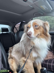Australian Shepherd Listing Image