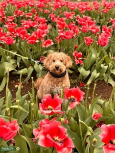 F1B Mini Golden Doodle Listing Image