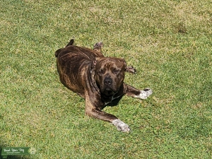 103 lbs XL American Bully, brindle Oreo paws, family looking for puppy out of litter Listing Image