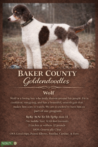 Tri-Color Parti Moyen Poodle Listing Image