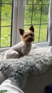 Yorkshire terrier for stud Listing Image