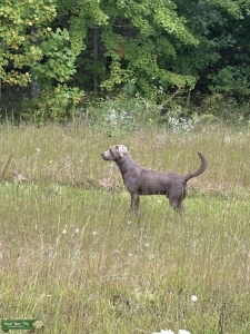 Axel, silver Labrador 70lbs water crazy  Listing Image
