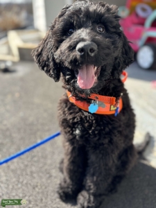 Stud Dog  Listing Image