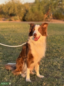 Red Border Collie — Pick of the Litter (No Fee)  Listing Image