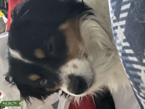 Looking to breed Listing Image