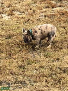EXOTIC FRENCHIE Listing Image