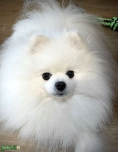 White AKC proven stud Listing Image