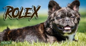 French Bulldog Visible Fluffy  Listing Image