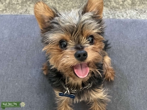 CKC Purebred Yorkie Stud Listing Image