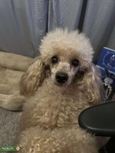 Miniature Apricot Poodle  Listing Image