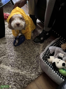 Female Goldendoodle  Listing Image