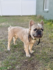AKC Blue Sable Fluffy Frenchie Stud Listing Image