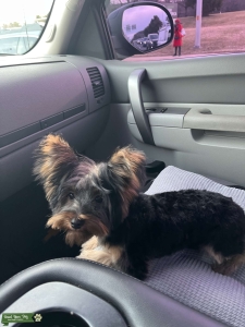 Yorkie Terrier Puppy Listing Image