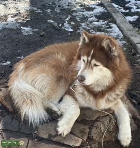 AKC Siberian Husky  Listing Image