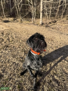 AKC registered female GWP Listing Image