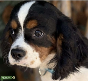 Cavalier studs  Listing Image