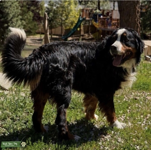Akc bernese  Mtn dog  Listing Image