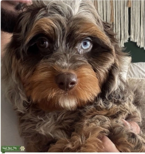 F1 Merle chocolate Cavapoo  Listing Image