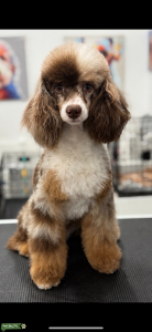 Merle poodle  Listing Image