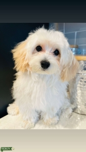 Loving Maltipoo 7pounds❤️ Listing Image