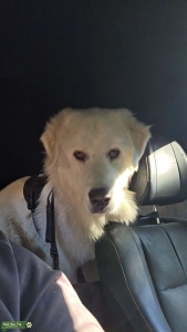 Your perfect doggy dad Listing Image