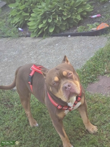 Chocolate Tricolor Bully  Listing Image