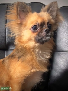 AKC chihuahua  Listing Image