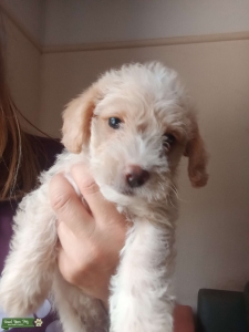 Jackapoo/ Cockapoo puppies looking for homes 2026 now  Listing Image