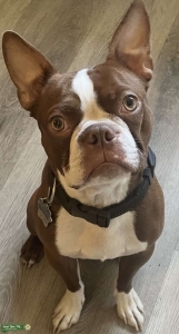 Boston Terrier Stud Listing Image