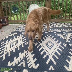 Handsome, great personality goldendoodle  Listing Image