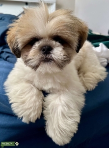 Shihtzu Stud Listing Image