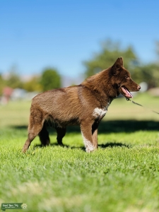 ISO AKC reg STUD Listing Image