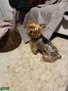 Male Yorkie  Listing Image