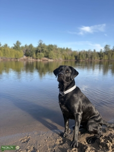 Black Labrador Female Listing Image